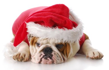 Noel köpek