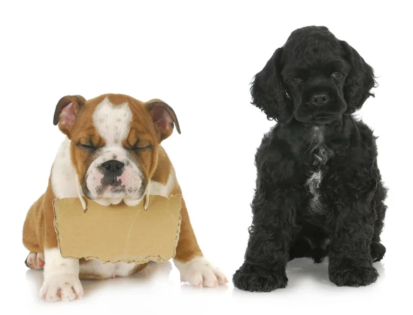 Two puppies — Stock Photo, Image