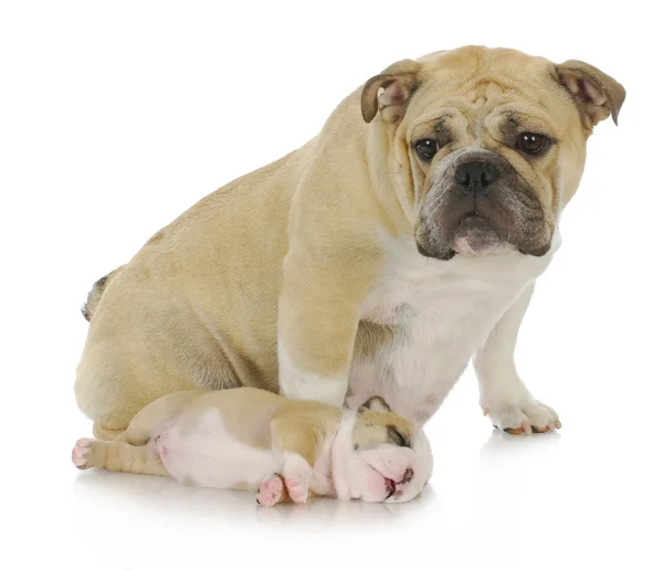 Mãe cão e filhote de cachorro — Fotografia de Stock