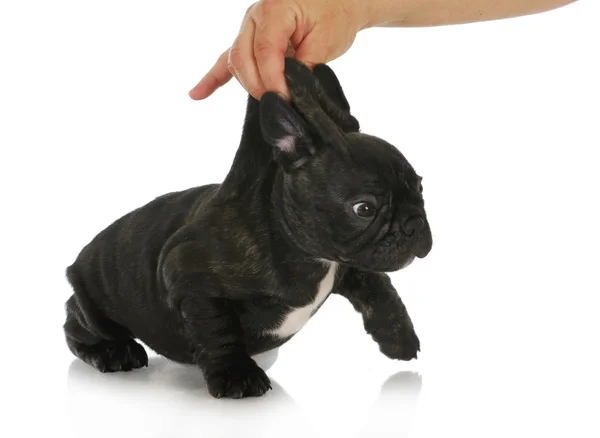 Naughty puppy — Stock Photo, Image