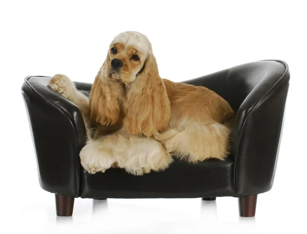 Hund auf dem Sofa liegend — Stockfoto