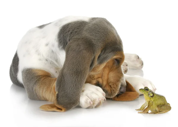 Dog and frog — Stock Photo, Image