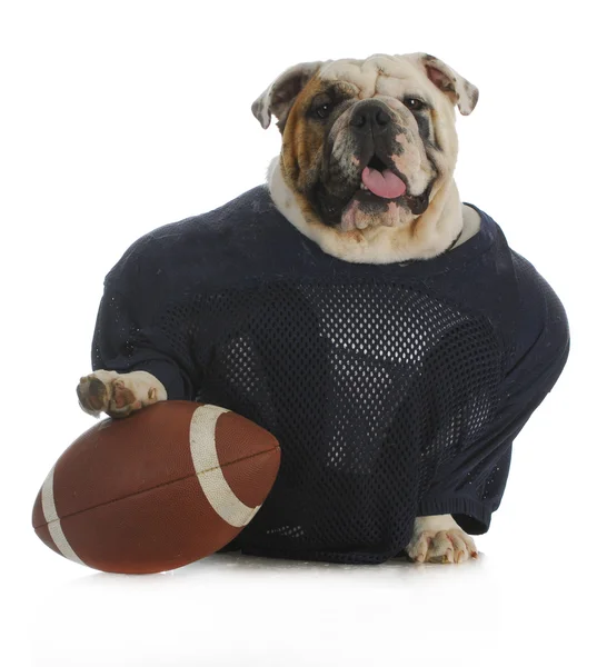 Cão de esportes — Fotografia de Stock