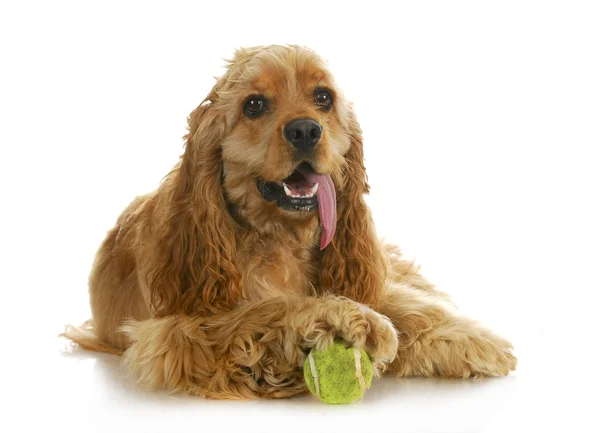 Hrací míč pes — Stock fotografie