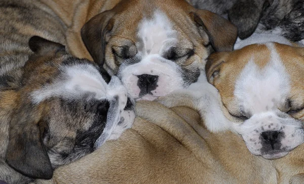 Sleeping puppies — Stock Photo, Image