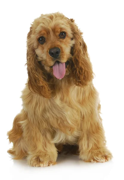 Cocker spaniel — Zdjęcie stockowe