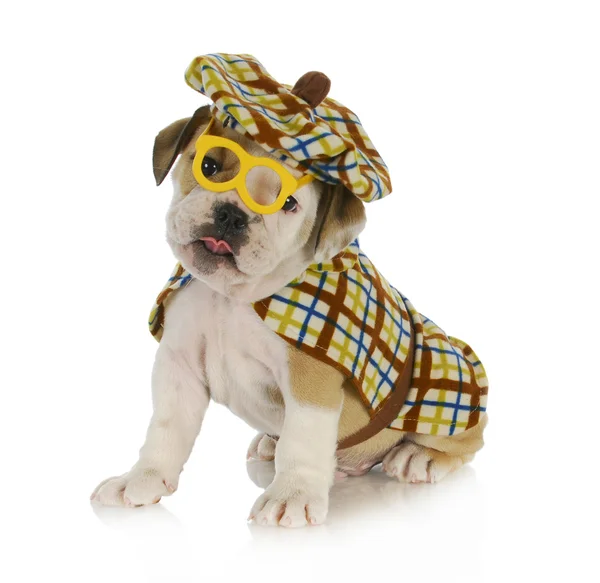 Sherlock holmes puppy — Stok fotoğraf