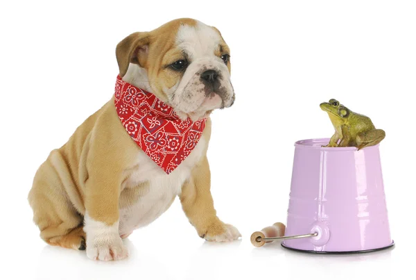 Cute puppy with bullfrog — Stock Photo, Image