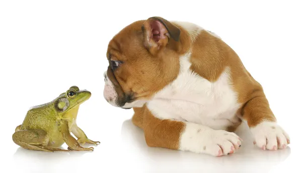 Carino cucciolo con bullfrog — Foto Stock