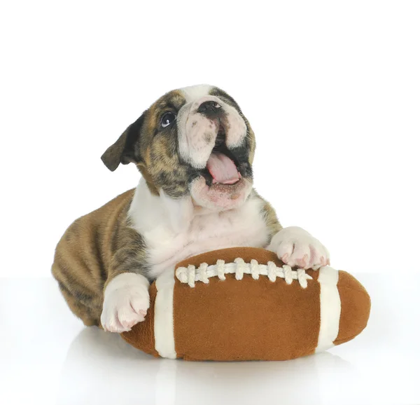 Playful puppy — Stock Photo, Image