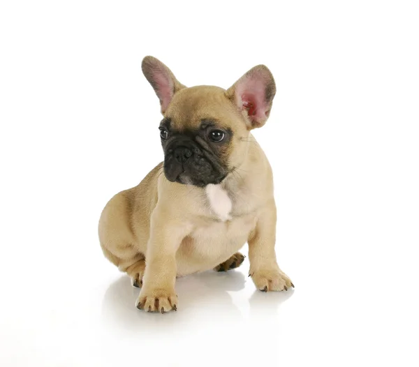 Cute puppy — Stock Photo, Image