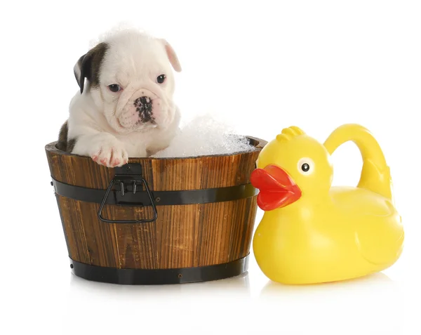 Puppy badtijd — Stockfoto