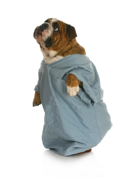 Veterinaire verzorging — Stockfoto