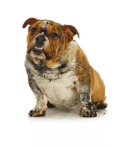 Dirty dog — Stock Photo, Image