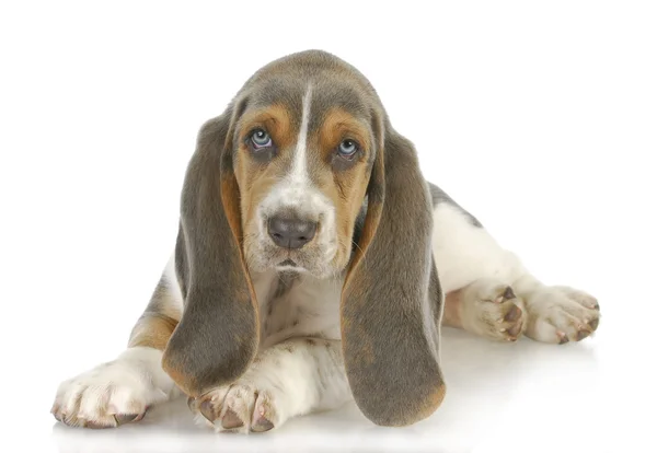 Cachorrinho bonito — Fotografia de Stock