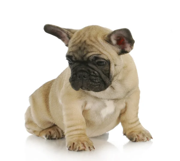 Schattig puppy — Stockfoto