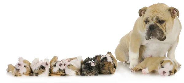 Mother and her puppies — Stock Photo, Image