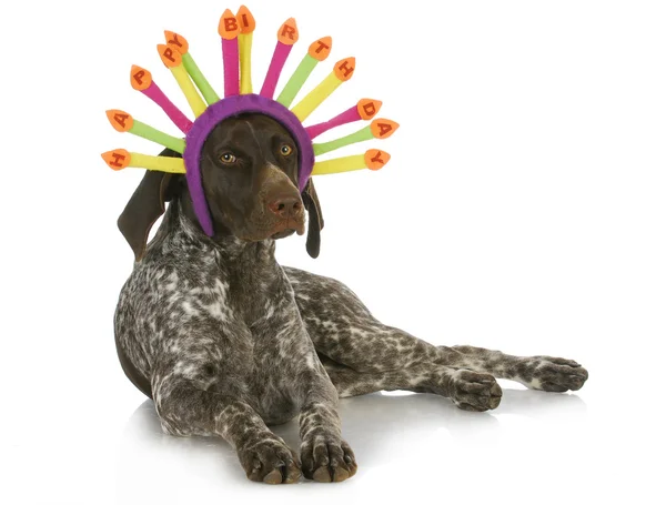 Birthday dog — Stock Photo, Image