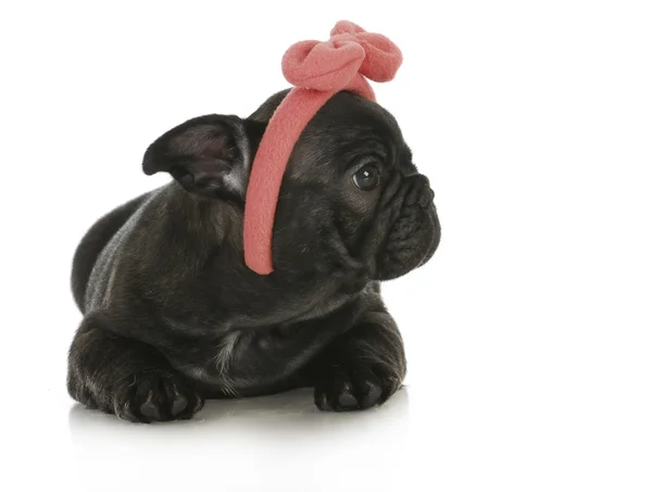 Cute female french bulldog — Stock Photo, Image