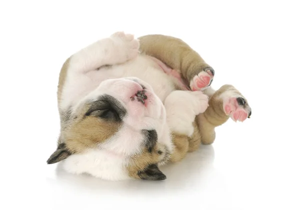 Different breeds of dogs together — Stock Photo © belchonock #93111006