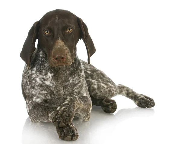 Cão bonito — Fotografia de Stock