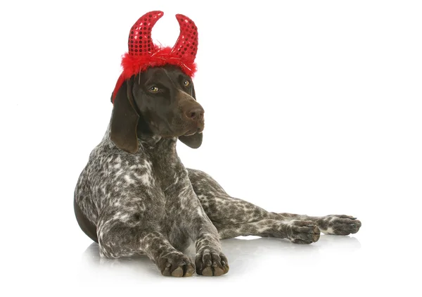 Bad dog — Stock Photo, Image