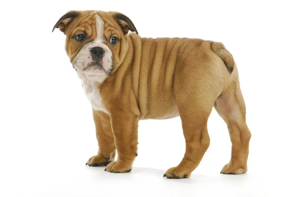 Cachorrinho bonito — Fotografia de Stock