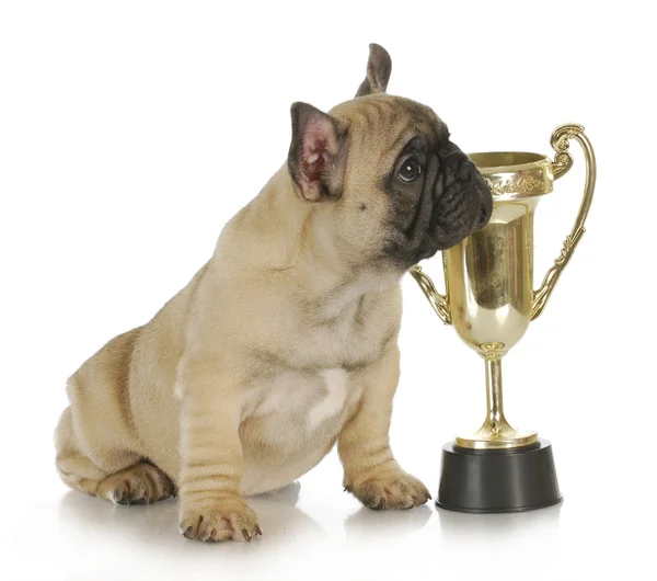 Cão com troféu — Fotografia de Stock