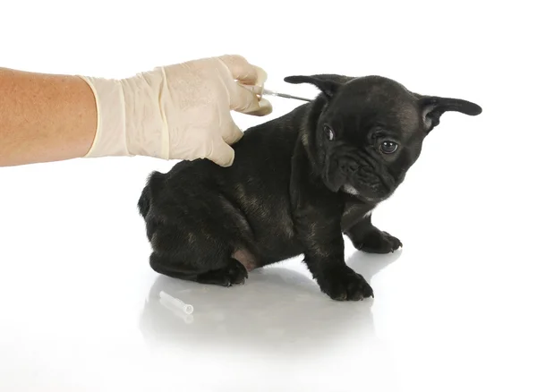 MICROCHIPPING pup — Stockfoto