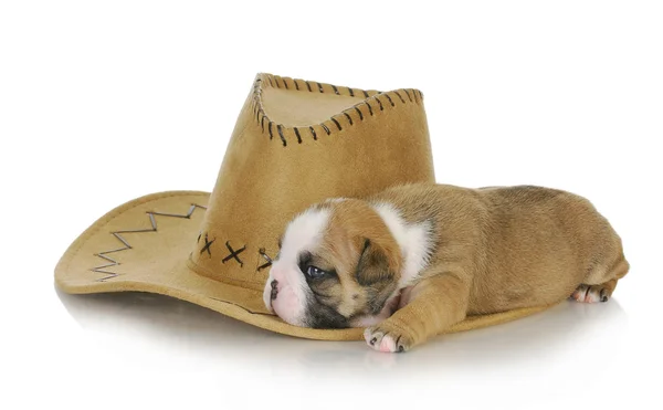 Country dog — Stock Photo, Image