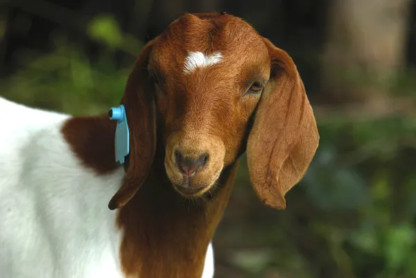 Goat doeling — Stock Photo, Image