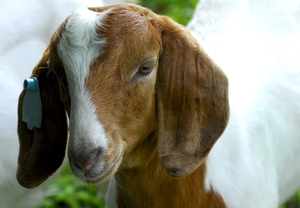 Goat doeling — Stock Photo, Image