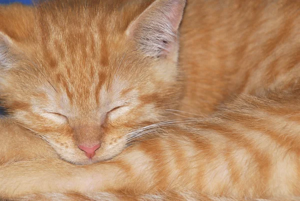 Спящий котенок — стоковое фото
