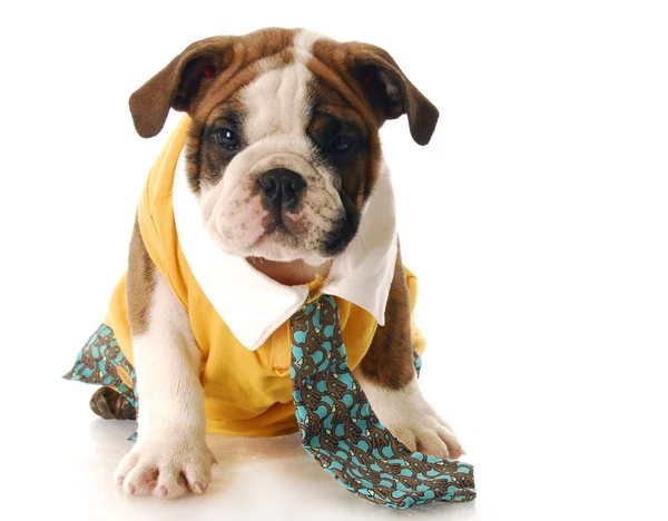 Puppy dressed up with shirt and tie — Stock Photo, Image