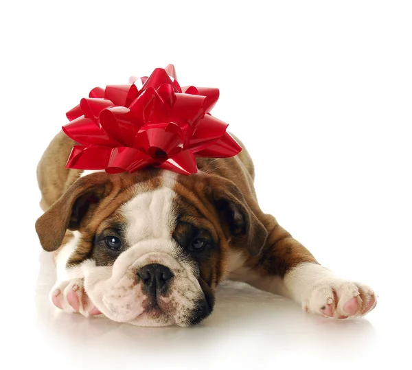 Dog gift bow Stock Photos Royalty Free Dog gift bow Images Depositphotos