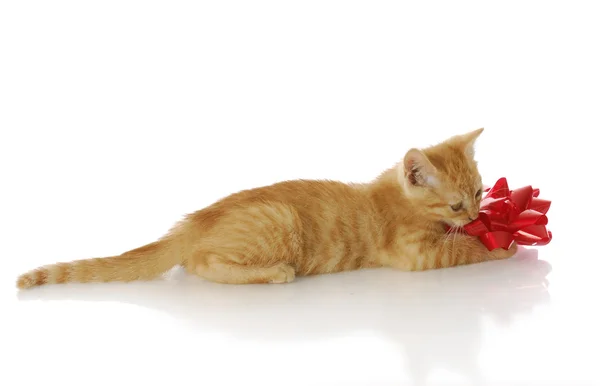 Lekfull kattunge — Stockfoto