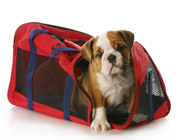 Puppy in een reistas — Stockfoto