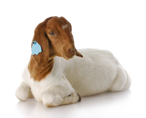 Goat — Stock Photo, Image