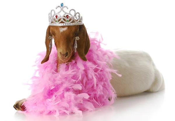 Spoiled goat doe — Stock Photo, Image