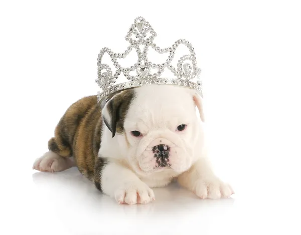 Puppy princess Royalty Free Stock Photos