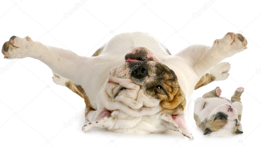 dogs upside down