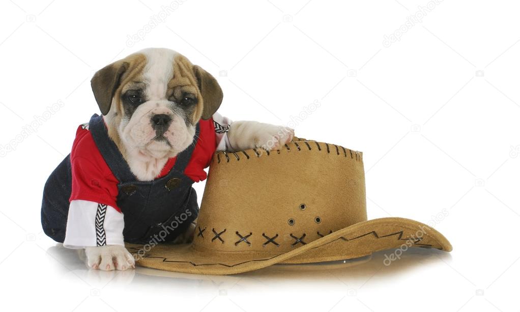 country dog