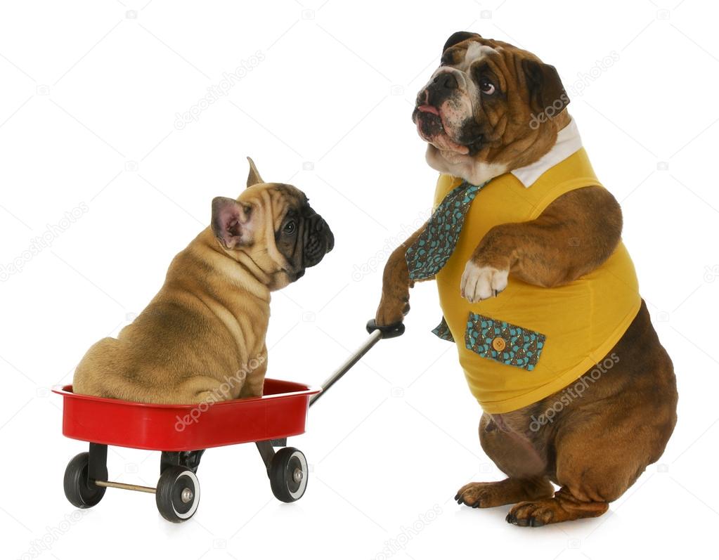 dog pulling a wagon