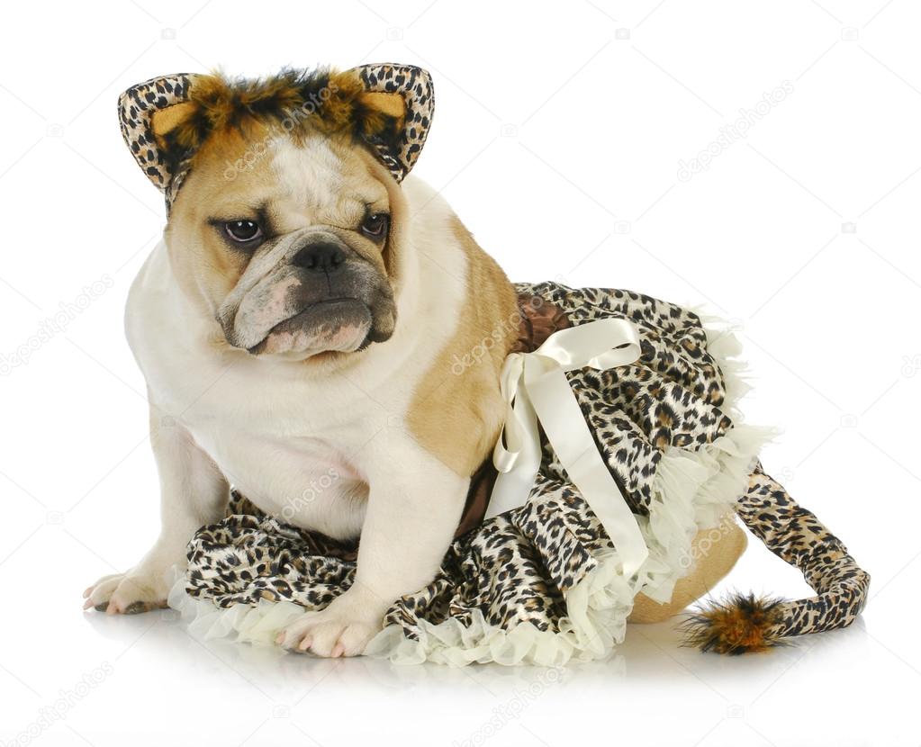 Dog dressed up like a cat Stock Photo by ©willeecole 13819333