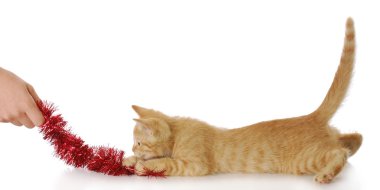 yavru kedi ile oynarken