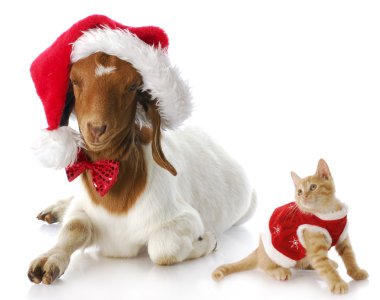 Noel yavru kedi ve santa keçi