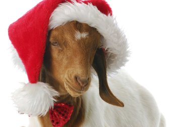 Noel Baba şapkası ile giyinmiş keçi