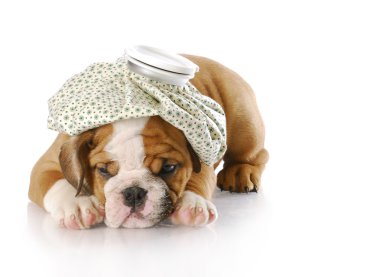 hasta köpek