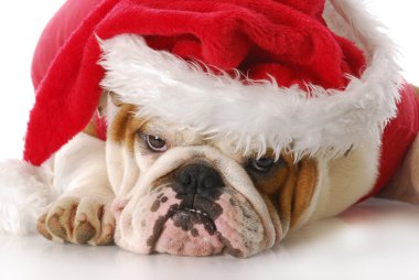 Noel köpek