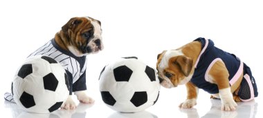 Spor av köpekleri